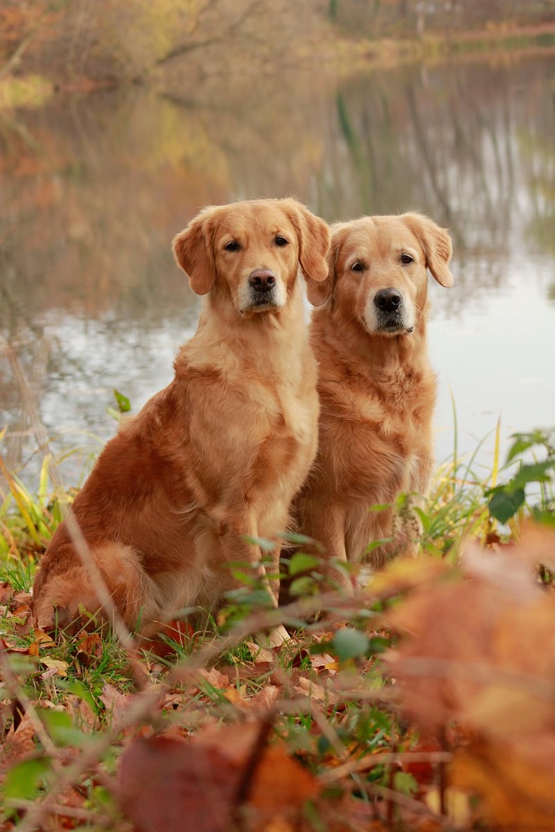 Golden Snitches
