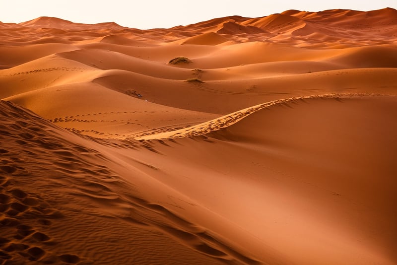 Desert Oasis