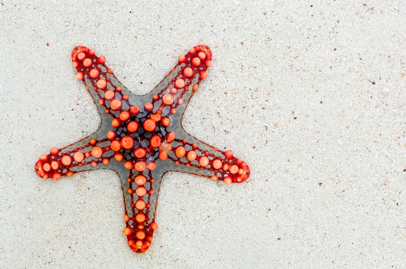 Starfish Sandwiches